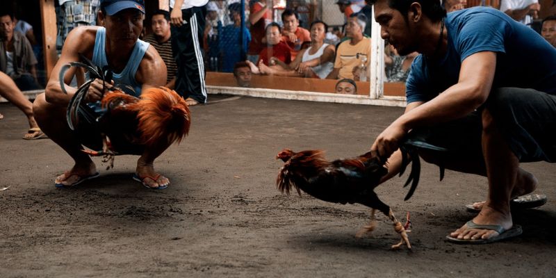 Khám phá những trào lưu chọi kê mới nhất